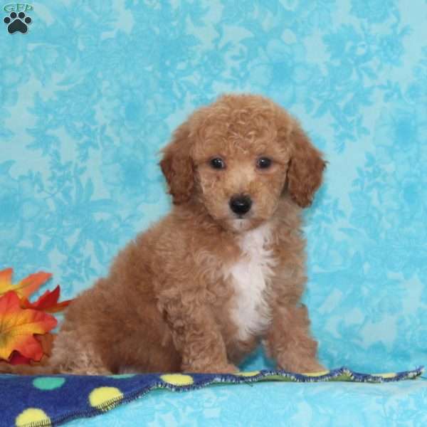 Sugar Maple, Bich-Poo Puppy